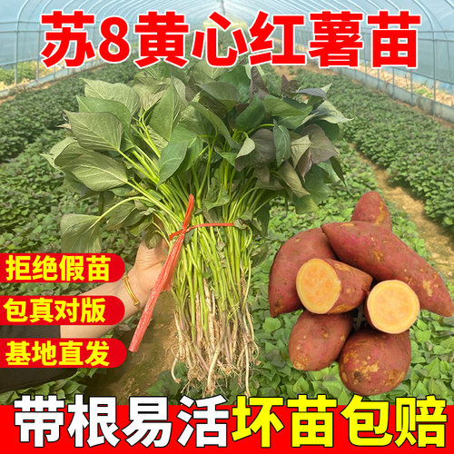 苏薯8号红薯苗秧地瓜苗种黄心甜糯高产脱毒番薯种植种子薯苗山芋