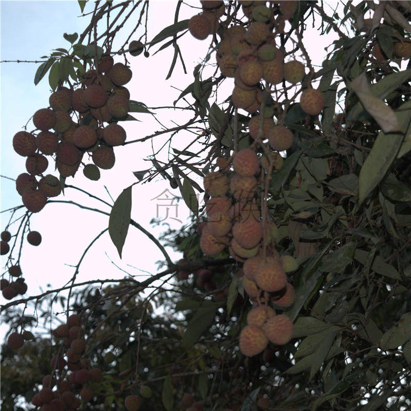 现货包邮现摘现发新鲜漳州乌叶荔枝4.5~5斤装非妃子笑兰竹无添加