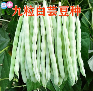 四季搭架九粒白种子白不老豆角种籽子早熟春秋季四季盆栽豆角种子