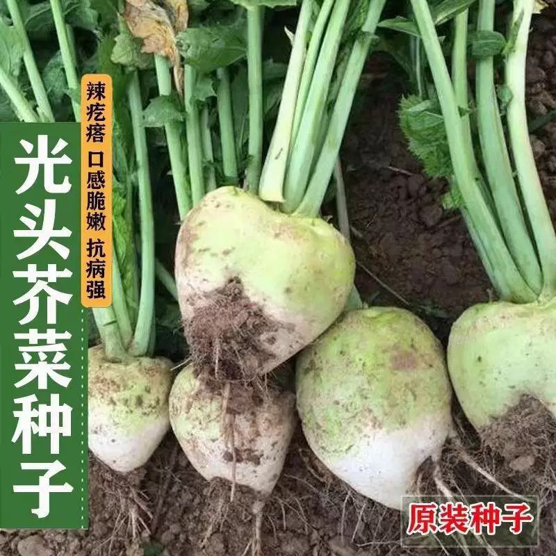 光头芥菜种子辣疙瘩大头芥菜种腌咸菜春秋播种特大辣疙瘩种芥菜种