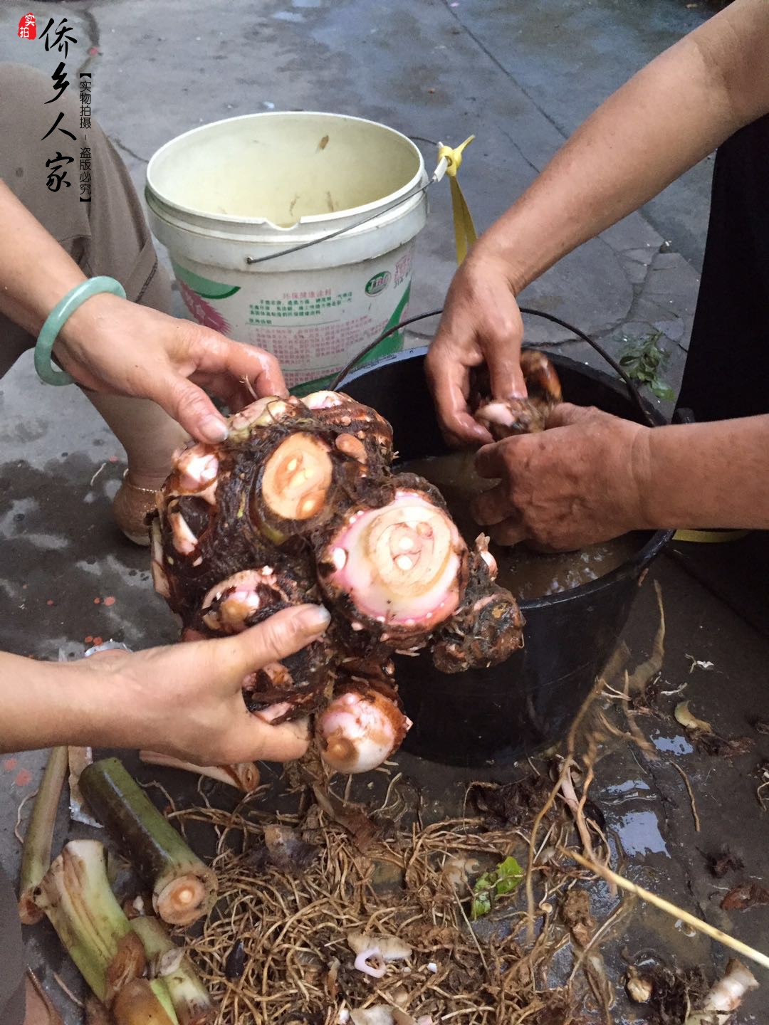 农家自种土产汤料百眼开芋白眼开狗爪芋产前产后食品清胎毒鲜挖