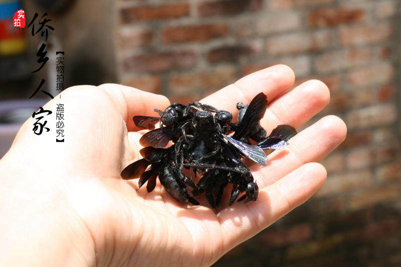 本地野生活捉咸竹蜂白头公化痰开声喉咙发炎盐腌三个月,30只包邮