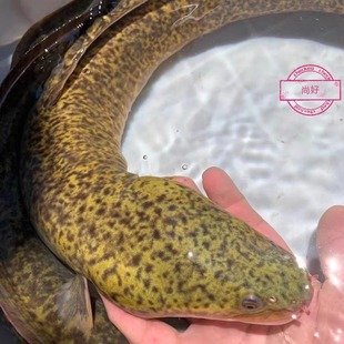 花鳗花锦鳝新鲜活体鳗鱼水库养殖鳗鱼3-15斤包活到家