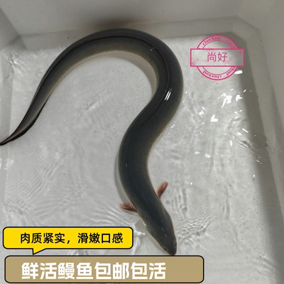 白鳗本地鳗鱼鲜活淡水
