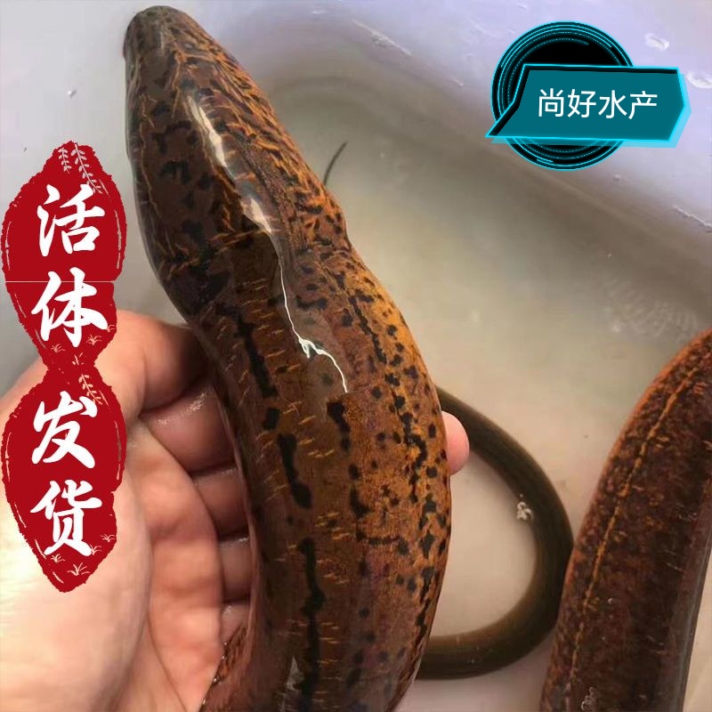 正宗黄鳝鲜活鳝鱼花鳝[顺丰包邮]