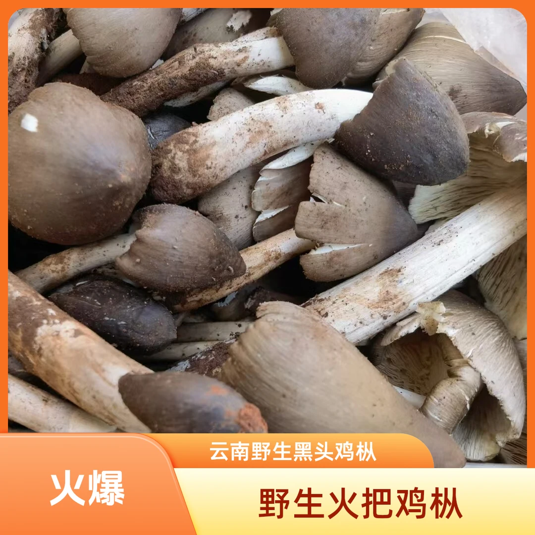 云南鸡枞新鲜野生火把菌子