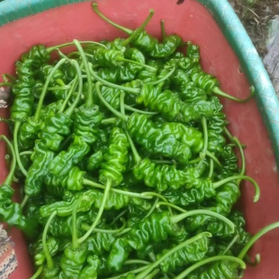 云南皱皮扭扭辣椒爆辣新鲜绿色蔬菜新鲜辣椒薄皮螺丝椒青椒辣椒