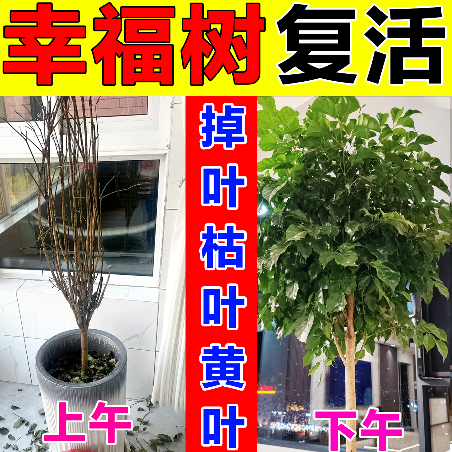 幸福树专用肥料营养液