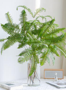 盲萁叶鲜切配草配叶云南直发家庭办公水养装饰插花顺丰礼物室内花