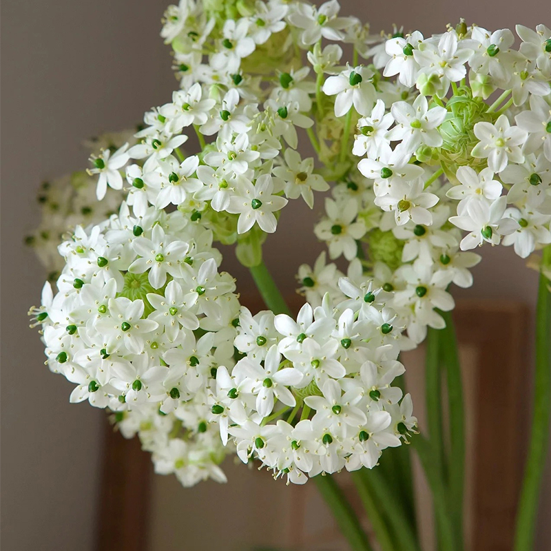 天鹅绒鲜切花伯利恒之星插花观赏