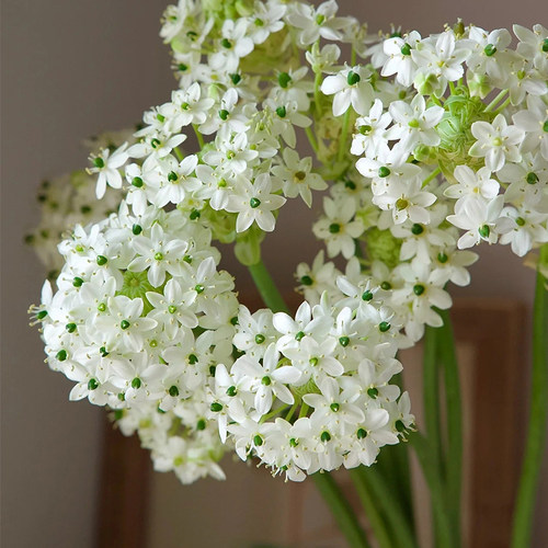 天鹅绒鲜切花伯利恒之星插花观赏