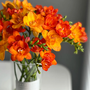 香雪兰鲜花云南基地直发小苍兰鲜切花家用插花适合客厅摆放花束