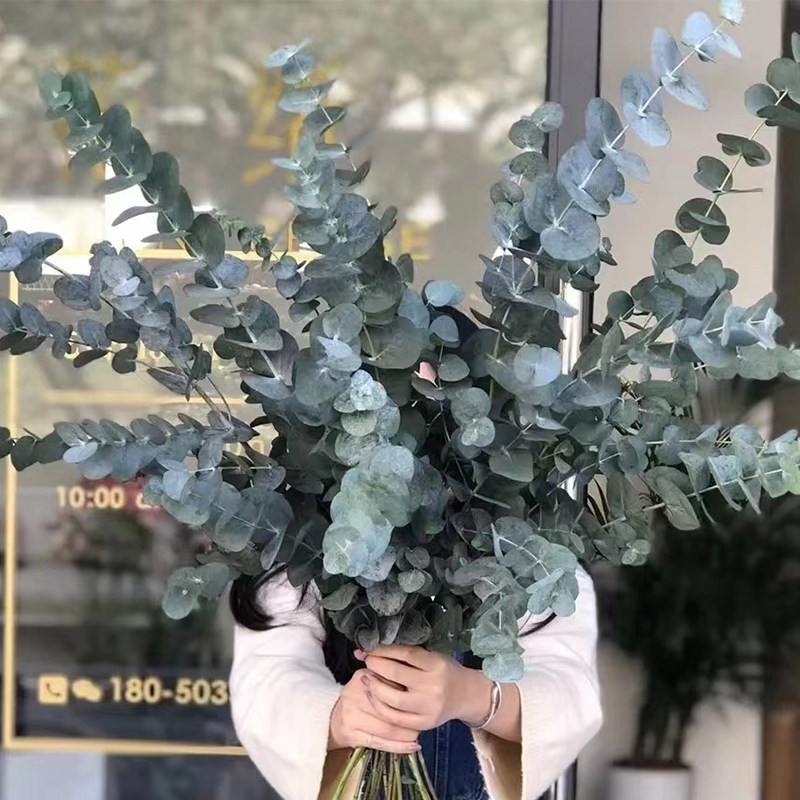 厚叶尤加利叶大叶鲜切枝家庭水养鲜花室内观赏瓶插花云南基地直发,鲜花速递/花卉仿真/绿植园艺,花材,淘宝优惠券,粉丝福利购,淘宝优惠卷