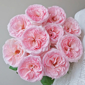 a级玫瑰粉荔枝玫瑰鲜花插花梦金鹏云南基地荔枝玫瑰花曼塔鲜切花