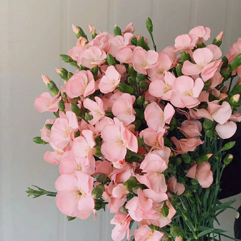 蝴蝶多丁康乃馨鲜花水养鲜切花瓶插花鲜花花卉基地直发母亲节鲜花,鲜花速递/花卉仿真/绿植园艺,花材,淘宝优惠券,粉丝福利购,淘宝优惠卷