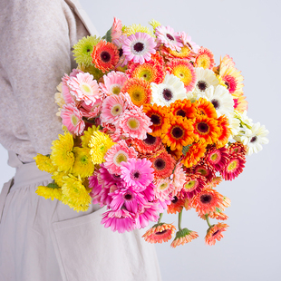 迷你小弗朗鲜花水养插花珍爱幽香云南基地直发鲜切花客厅观赏水培