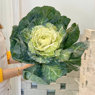 叶牡丹鲜花羽叶甘蓝水养鲜切花客厅家用观赏插花云南基地直发