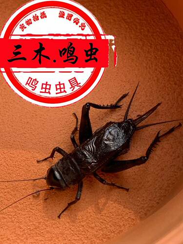 精品油葫芦5条一组黑虫叫声洪亮好听鸣虫叫声好听个大