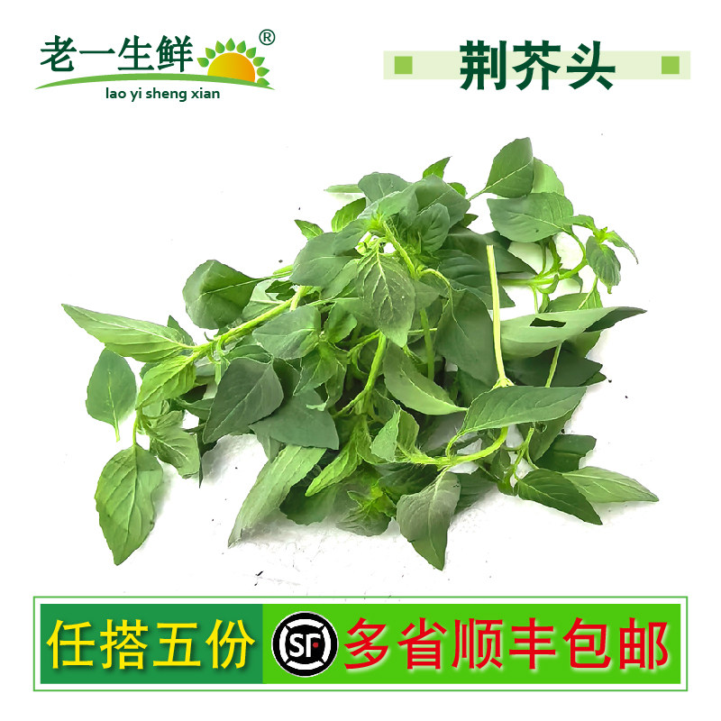 新鲜荆芥头大叶荆芥河南特色蔬菜