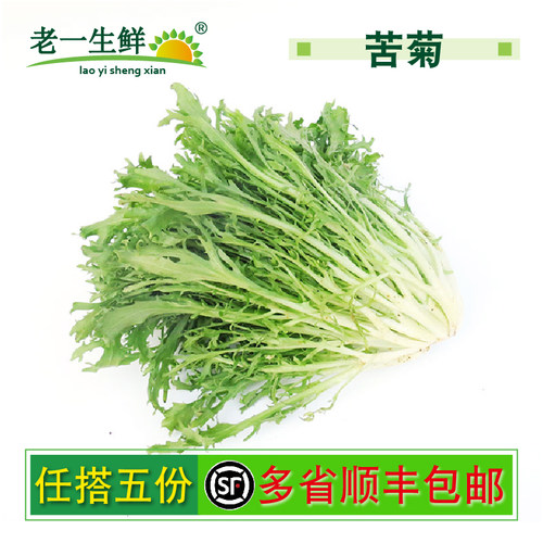 新鲜苦菊苦叶生菜沙拉菜即食