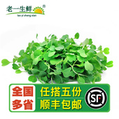 芝麻菜苗微型芝麻苗可苗芽菜 新鲜芝麻苗1盒装 老一生鲜