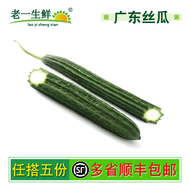 广东丝瓜丝瓜新鲜蔬菜新鲜