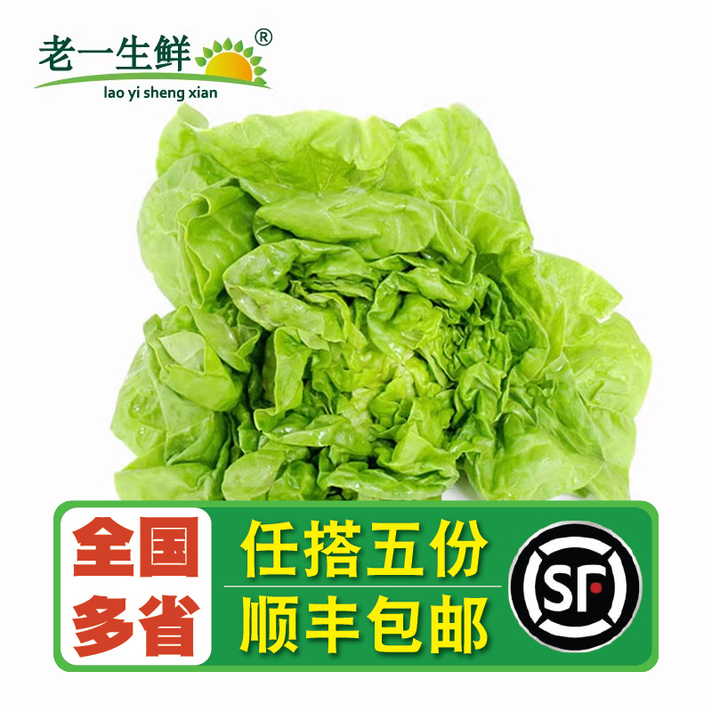 新鲜波斯顿沙拉500g奶油生菜