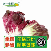 红菜落地球 红菊苣500g 生菜 红叶包菜 老一生鲜 新鲜落地球
