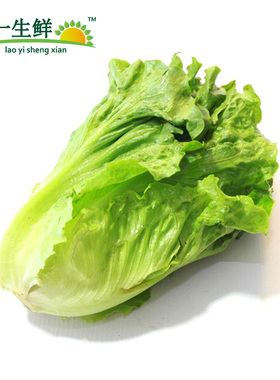 【老一生鲜】新鲜 蔬菜意大利生菜 色拉菜叶 本地生菜 沙拉 包邮