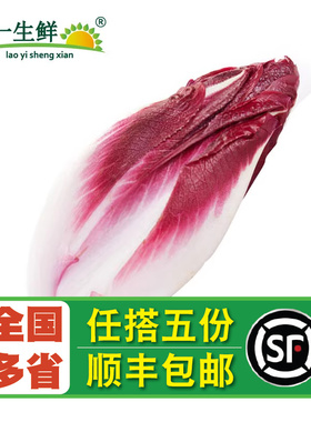 新鲜紫玉兰菜500g 红玉兰芽球菊苣蔬菜chicory比利时沙拉西餐食材