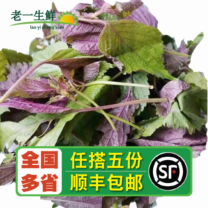 【老一生鲜】新鲜紫苏红紫苏500g带长杆的紫苏叶紫红紫苏子叶,水产肉类/新鲜蔬果/熟食,其它,淘宝优惠券,粉丝福利购,淘宝优惠卷