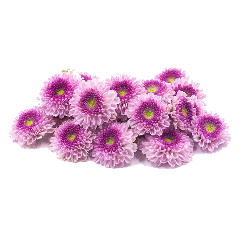 老一生鲜摆盘花草纽扣菊