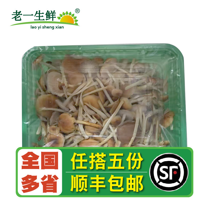 新鲜山茶茸250g/盒 嫩滑爽口珍稀菌菇炒菜特色菌菇