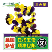 西餐摆盘装 盒 新鲜三色堇100朵左右 饰三色花 老一生鲜