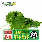 紫苏叶 新鲜大叶绿紫苏叶苏子叶1盒约40片日式 老一生鲜