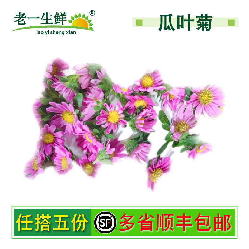 老一生鲜新鲜瓜叶菊摆盘围盘花草