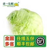 老一生鲜 新鲜球生菜500g圆生菜沙拉菜西生菜沙拉蔬菜结球生菜