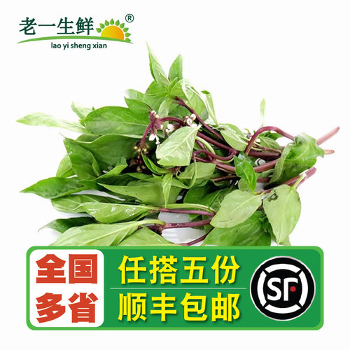 【老一生鲜】新鲜九层塔食用叶金不换鱼香草三杯鸡冬阴功香料250g