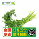 老一生鲜 有喙欧芹 西餐香料 细叶芹 雪维菜 新鲜香料 100g