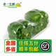 灯笼椒 500g 甜椒青园椒 绿彩椒 老一生鲜 新鲜青圆椒