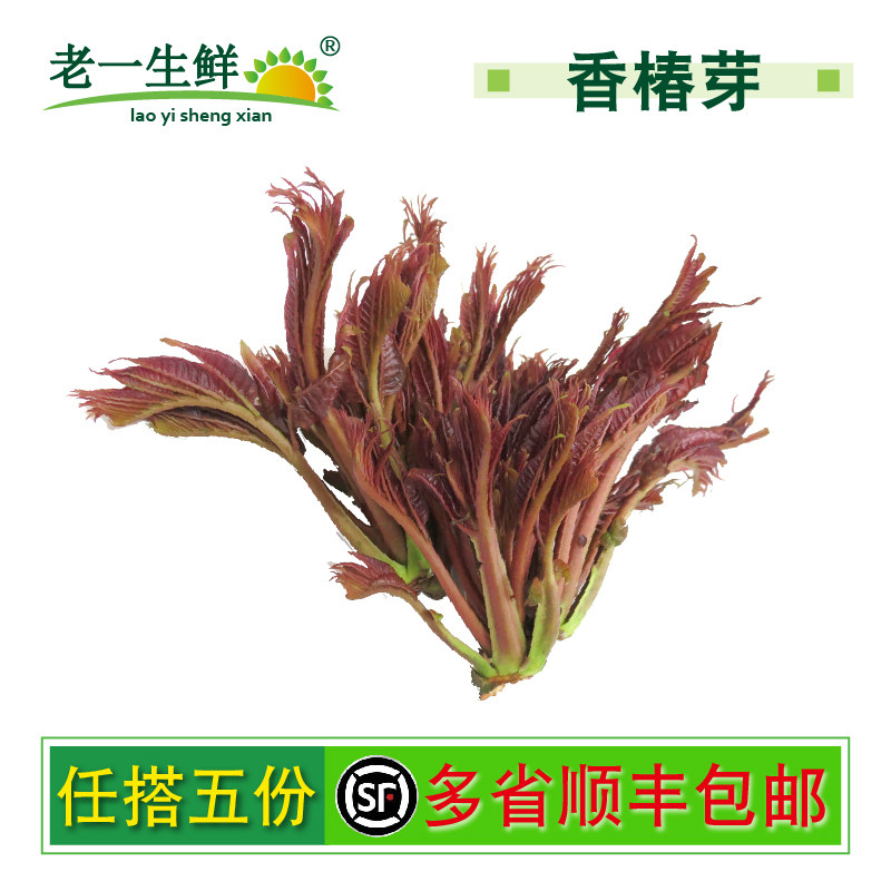 【老一生鲜】新鲜香椿红香椿500g香椿芽香椿菜时鲜菜 顺丰包邮