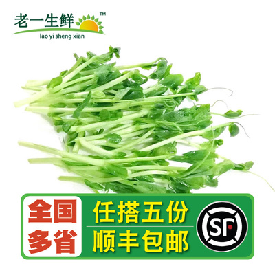 【老一生鲜】 新鲜蔬菜新鲜豌豆苗 现摘豌豆苗 500g