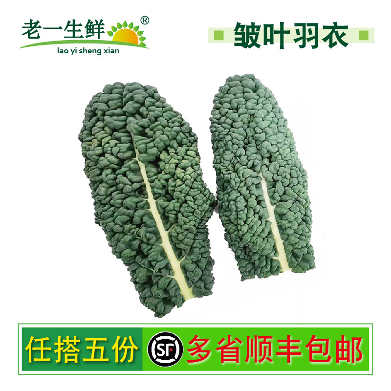 皱叶甘蓝新鲜蔬菜皱叶菜皱皮菜黑宝石羽衣甘蓝 生吃榨汁大叶片