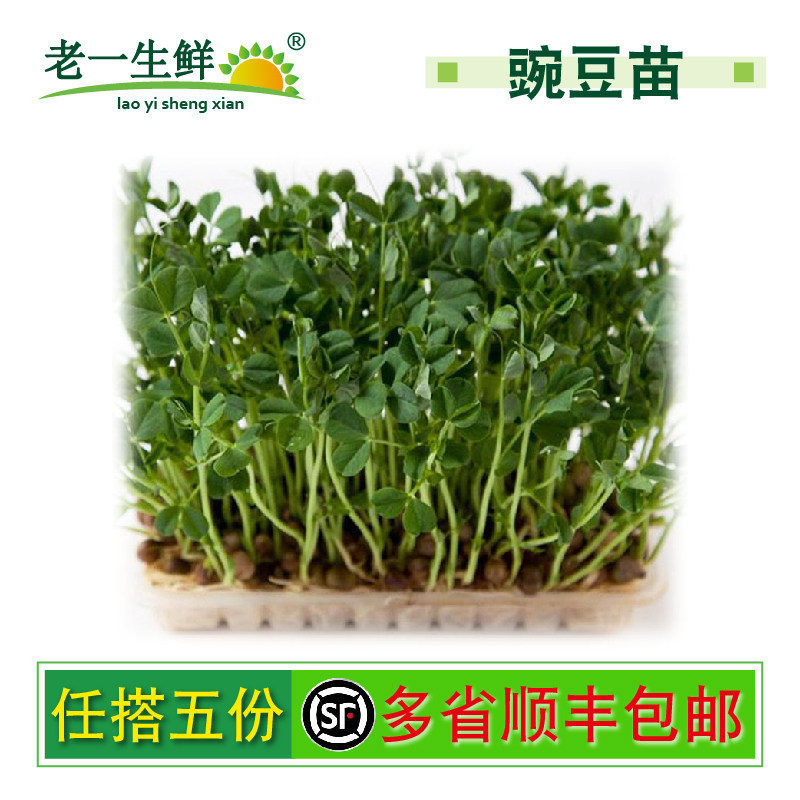 【老一生鲜】新鲜 豌豆苗一盒400克左右 摆盘装饰用