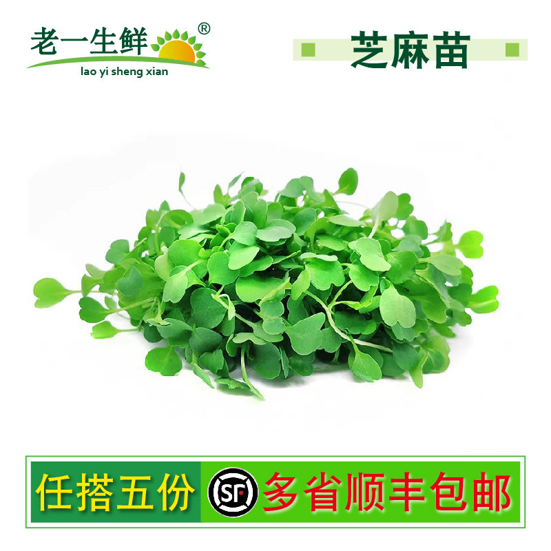 【老一生鲜】新鲜芝麻苗1盒装芝麻菜苗微型芝麻苗可苗芽菜