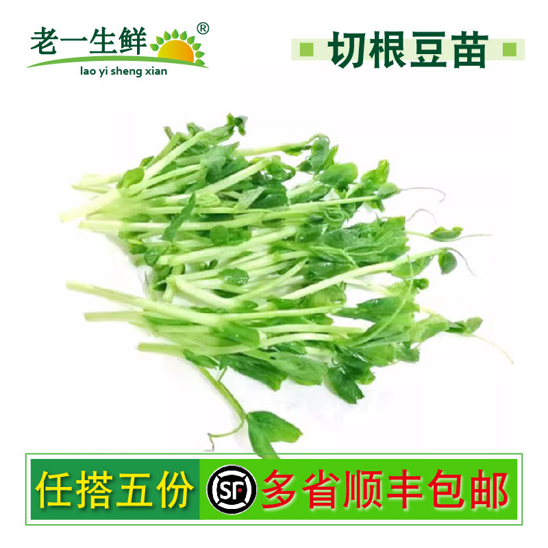 【老一生鲜】 新鲜蔬菜新鲜豌豆苗 现摘豌豆苗 500g