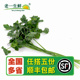 意大利香芹 250g 欧芹 巴西里 老一生鲜 新鲜意大利芹