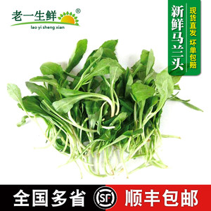 【老一生鲜】马兰头 2斤装新鲜蔬菜食用鸡儿肠崇明岛有水湿的