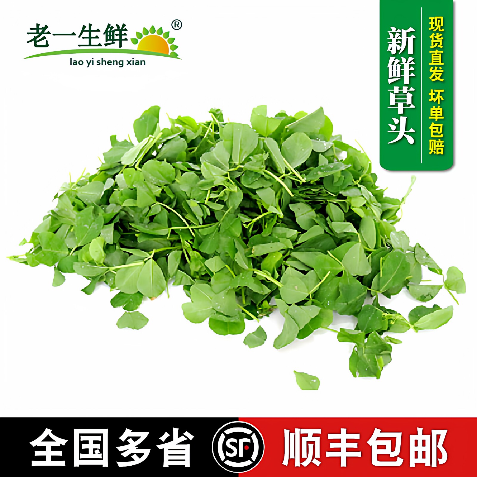 【老一生鲜】新鲜草头小 金花菜野菜三叶菜秧草 含水湿的