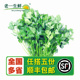 芫荽 香菜 新鲜蔬菜 250g 老一生鲜